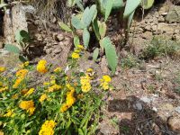 Cefalu, Wandelröschen mit Schmetterling