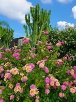 Vulcano, Wandelröschen und Euphorbie