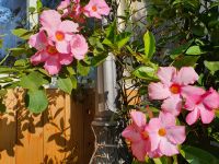 Montalbano, Dipladenia