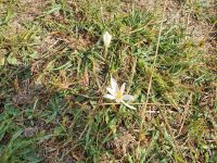 Hochebene von Argimusco, Herbstzeitlose