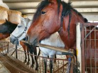 Agriturismo Borgo san Nicolao