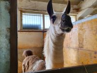 Agriturismo Borgo San Nicolao