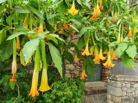 Taormina, Engelstrompete