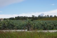 Feigenkaktusplantagen