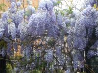 DSCN5501.JPG   Blauregen