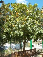 DSCN5502.JPG   Orangenbaum