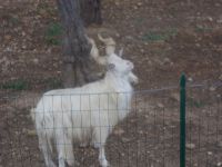 DSCN5519.JPG    seltene Ziegenart