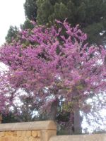 DSCN5524.JPG   Judasbaum