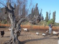 DSCN5532.JPG    Tiergehege in Castelvetrano