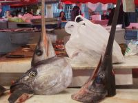 DSCN5688.JPG   Schwertfisch