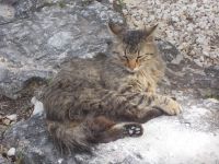 DSCN5748.JPG  völlig verhungert 