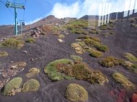 Von der Seilbahn - die letzten Pflanzen.JPG