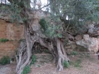 Olivenbäume und Teil vom Steinbruch.JPG