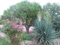 wunderschöne Pflanzen und Bäume.JPG