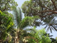 Garten in Palermo vor der Cappella Platina.JPG