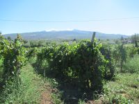 Agriturismo im Weinberg.JPG