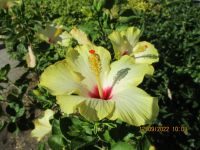 Die Blumen Siziliens.JPG