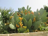 Die Dattelpalmen.JPG