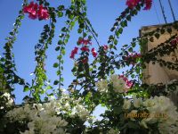 durch die Ranken.JPG