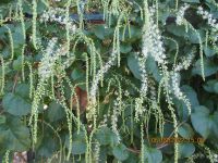 Wie ein weisser Regen.JPG