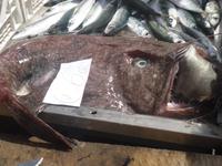 Auf dem Fischmarkt von Catania