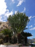 Die Fächerpalmen und Kakteen.jpg