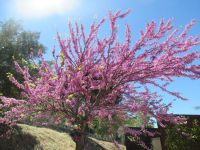 Die Blumenpracht.JPG