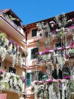 Ein paar Pflanzen an der Balkonen in Letojani....jpg