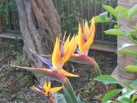 Strelizien im Garten von Antares Hotel.jpg