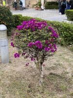 Sightseeing in Palermo (25)