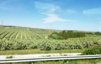 Fahrt zu Mittagessen mitten in den Kaktusfeigen Plantagen