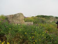 Selinunte - und die bunte Pflanzenwelt