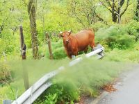 Auf dem Serpentinenweg von Montalbano
