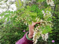 Lipari - die Blumenpracht