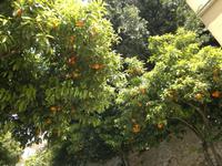 Orangenbäume mitten in der Stadt.