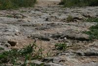 uralte Straße durch Selinunte