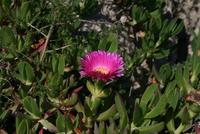 schöne Gewächse am Wegesrand