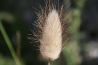 schöne Gewächse am Wegesrand