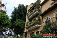 berall viele Blkonpflanzen