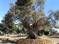 Sizilien. Agrigento - Tal der Tempel
