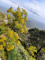 Sizilien. Wilder Fenchel mit Ausblick