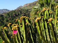 Sizilien. Hotel Antares - Olimpo. Eberhardt-Wunderkaktus