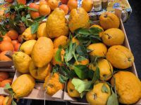 Sizilien. Catania. Cedro