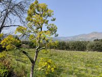 Sizilien. Wieder wilder Fenchel