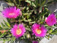 Sizilien. Isola Lipari.