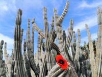 Sizilien. Eberhardt-Wunderkaktusblüte