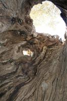 Olivenbaum von innen