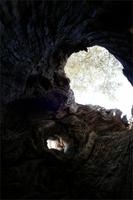 Olivenbaum von innen