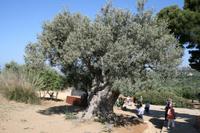 Olivenbaum von außen