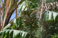Bananen am Baum